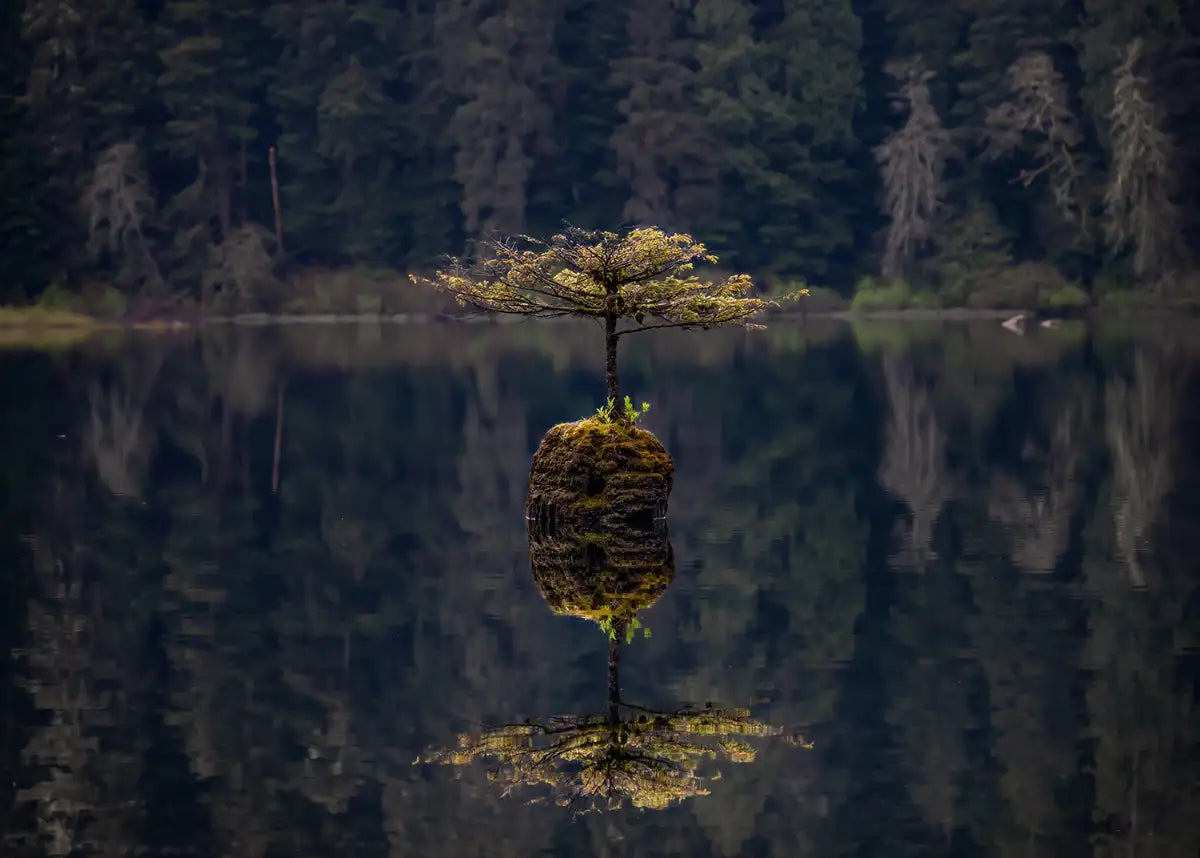 Fairy Lake Bonsai Tree - Digital Download