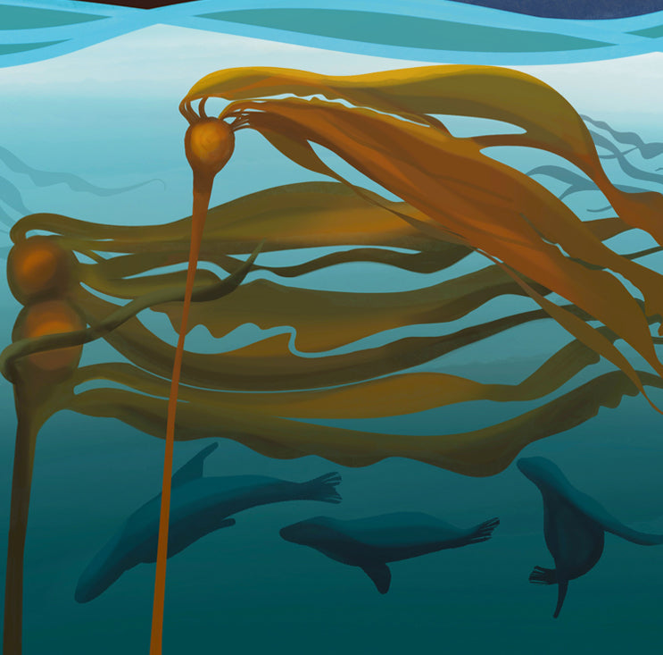 Bull Kelp and Seals