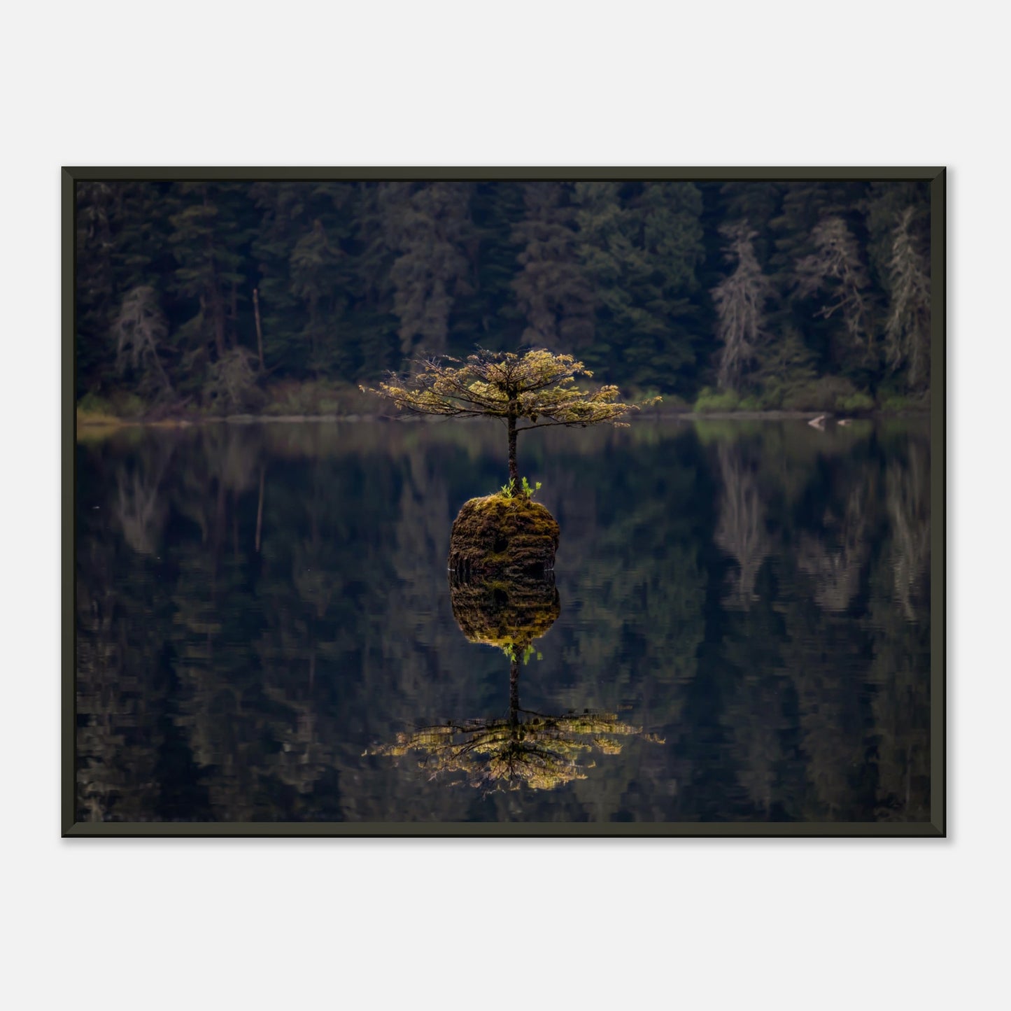 Fairy Lake Bonsai Tree | Museum-Quality Matte Paper Metal Framed Poster